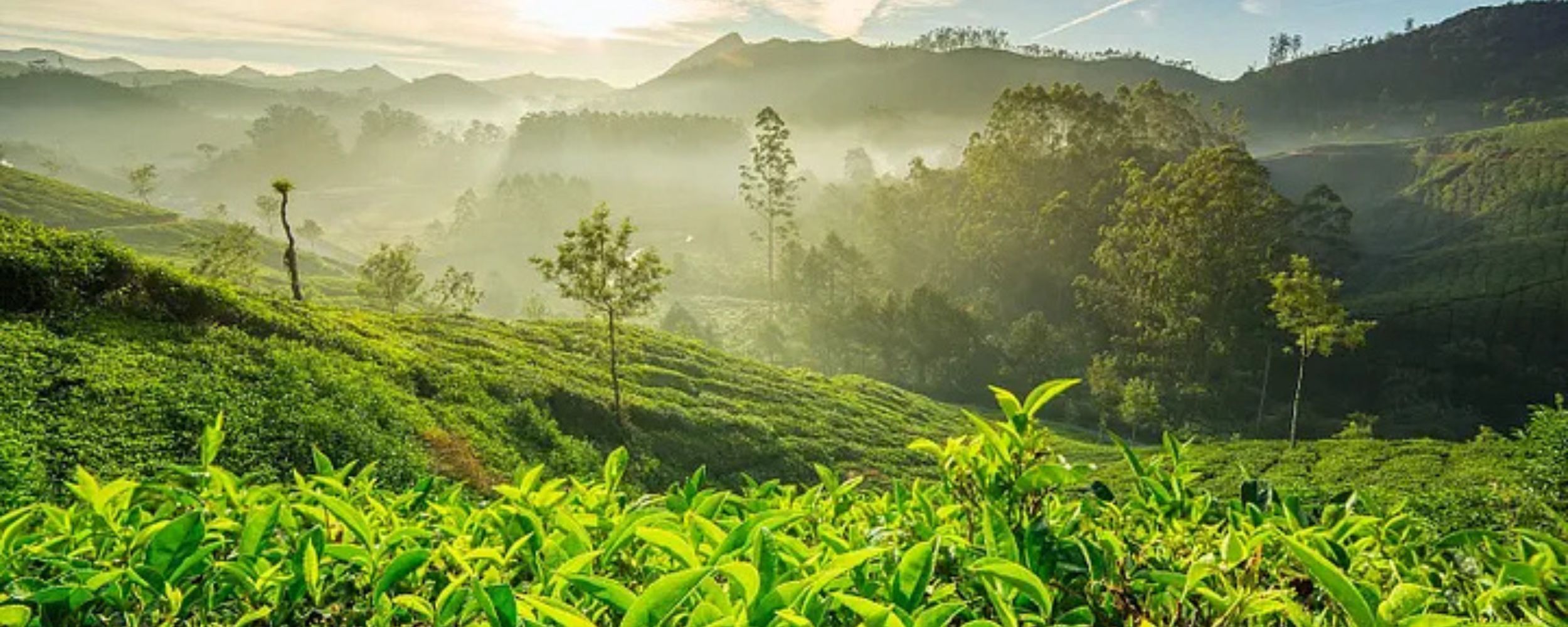 Majestic Coorg